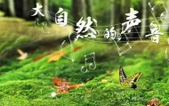大自然音乐系列大合集